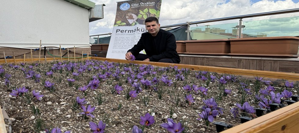 Ülkü Ocakları Genel Merkezi Terasında Safran Hasadı Yaptı