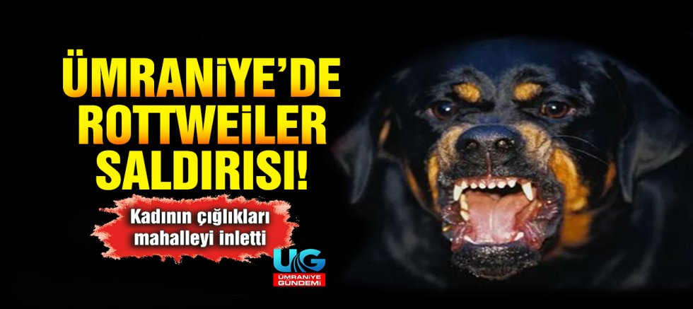 Ümraniye’de sokak ortasında rottweiler dehşeti!