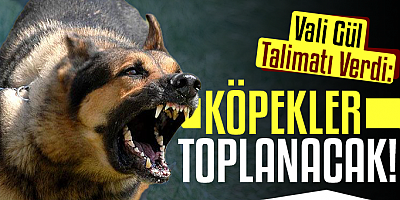 İstanbul'daki başıboş köpekler toplatılacak