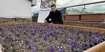 Ülkü Ocakları Genel Merkezi Terasında Safran Hasadı Yaptı