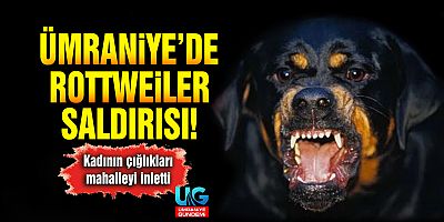 Ümraniye’de sokak ortasında rottweiler dehşeti!